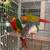 Conure 3 thumbnail