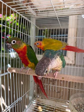 Conure (fairfield / vacaville)63852312100737120