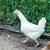 Hens 4 thumbnail