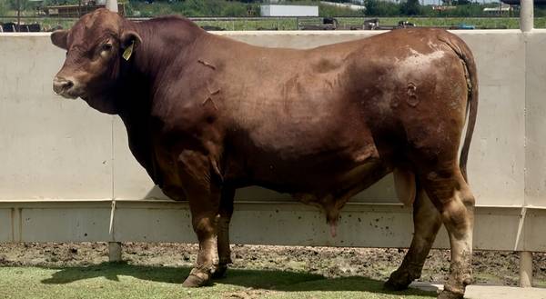 Beefmaster Bull Sale or Lease 1