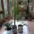 Awesome Plants/large house tree's &Pine tree's 9 thumbnail