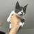 Maine Coon x Scottish mix 3 thumbnail
