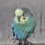 Parakeets 3 thumbnail