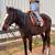 10 Year Old Thoroughbred Mare OTTB 2 thumbnail