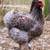 Cold hardy hens Chicks chickens pullets all female almost laying eggs 20 thumbnail