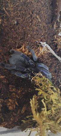 LF Rose Hair Tarantula (Louisville)