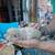 Male Chihuahua baby 8 thumbnail