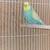English Budgies 2 thumbnail