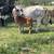 Brahman cow and calf pair 5 thumbnail