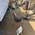 Rehoming chickens and roosters 5 thumbnail