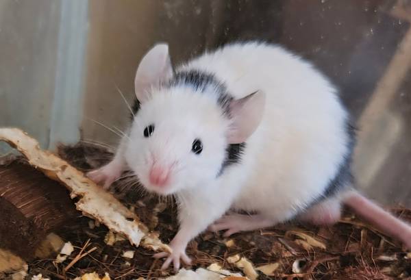 Group of Fancy Mice (Beatrice/DeWitt)63857445024513123