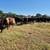 1st and 2nd period bred cattle 2 thumbnail