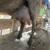 Milking goat Nubian with aloin 4 thumbnail