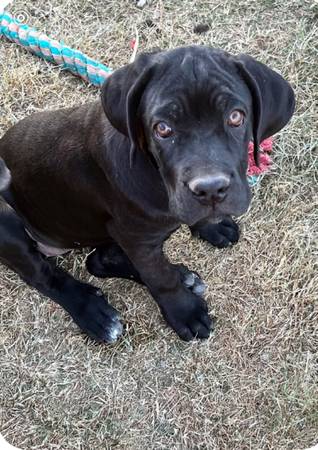 Cane Corso puppies 1