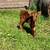 Beef Heifer 2 thumbnail