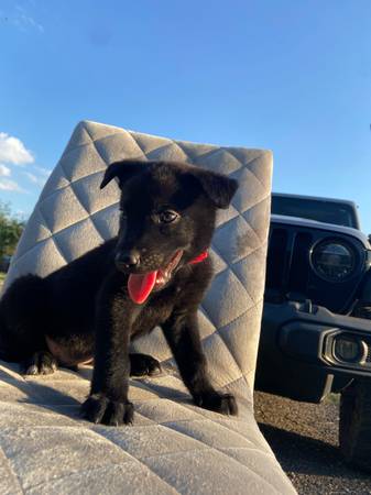Malinois belga (Weslaco)64148953463683121