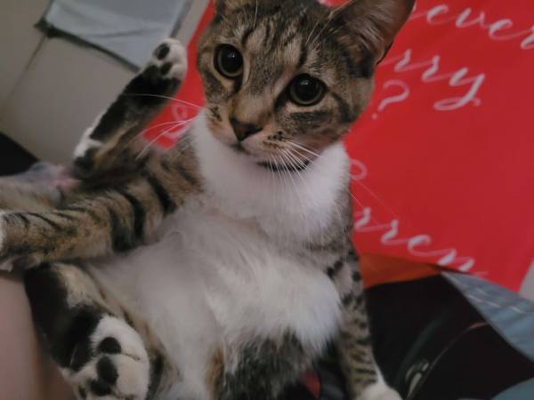 Free 2 Year old Cat to Good Home (Ephrata)63656878765057122