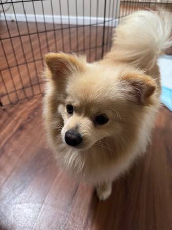 Cachorros de Pomerania63696379619715122
