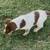 Puppy Australian Shepherd Blue Heeler 5 thumbnail