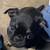 Puppy pug 3 thumbnail