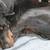 2 1/2 year old doberman 3 thumbnail