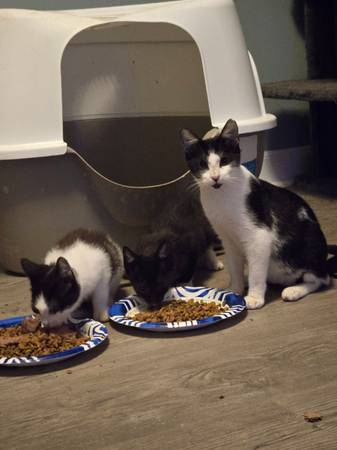 Kittens in need of loving homes (Wendell)63980446271619120