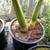 Peach Creek King Palms ///// ARCHONTOPHOENIX tuckeri 15 thumbnail
