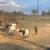 GOATS FOR SALE ! 3 thumbnail