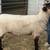 Breeding Ewe For Sale 1 thumbnail