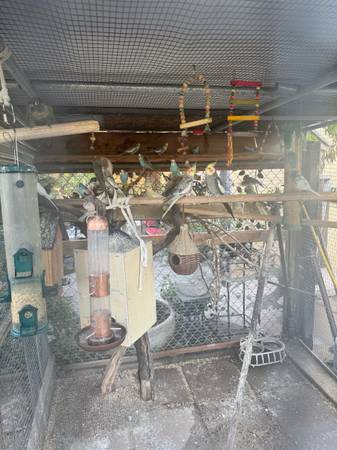 Cacatúas jóvenes y periquitos jóvenes (Sacramento)63848875591043122