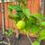 Organic Lemon tree with fruits on it 3 thumbnail