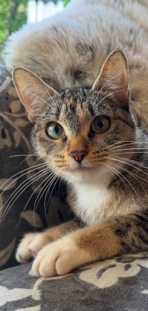 1 year old sweet female cat 1