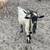 Nigerian Dwarf goat, nubian goat, sheep and pigs 15 thumbnail