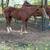Mare 1 thumbnail