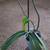 5 Assorted Houseplants 4 thumbnail