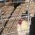 Laying Hens For Sale 2 thumbnail