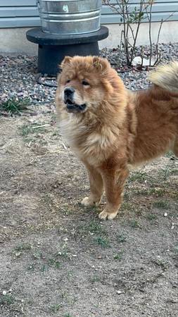 Chow chow (Aurora)64288460567939124