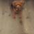 Fun, Loving and Loyal Yorkie Jack Russel Mixed Breed For Sale. 2 thumbnail