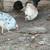 Hens/roosters for sale 5 thumbnail