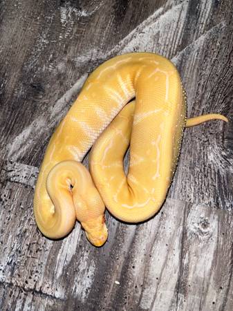 Albino pinstripe ball python male.  50% het pied 1