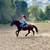 Versatile Warmblood Gelding for Sale 8 thumbnail