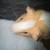 Guinea pigs for sale $120 for both 3 thumbnail