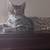 Tabby cat 2 thumbnail