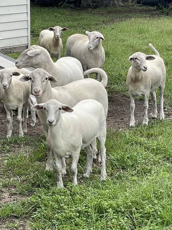 Katahdin Sheep (Citra)63687900765825120