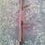 Rear Bumper 55-72 Barden type 2 thumbnail