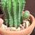 Cactus in pots/ plants 21 thumbnail