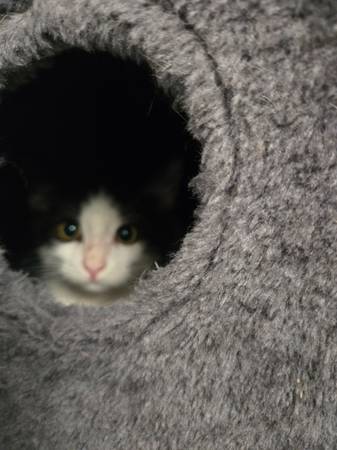 Kittens in need of loving homes (Wendell)63980446271619121