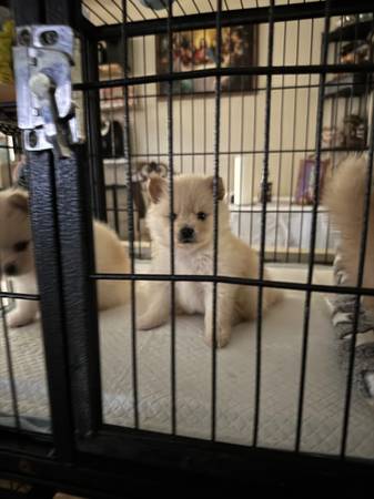 Pomerania (Los Ángeles)63865302901507124