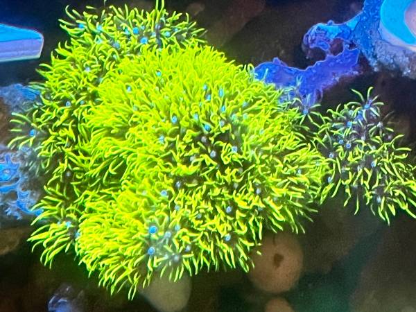 Neon green star polyps coral 1