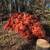 Firewood for sale 5 thumbnail